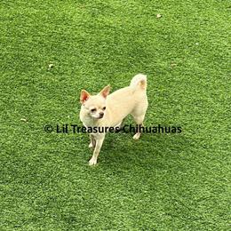 Vidalia - Cream and white female Chihuahua puppy in Anderson, South Carolina from Lil Treasures Chihuahuas