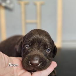 Gogo - Chocolate female Labrador Retriever puppy in Macomb, Missouri from Hicks Family Homestead