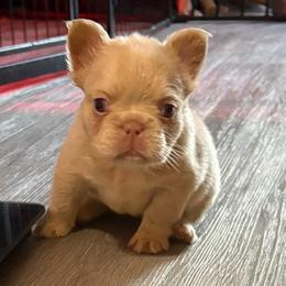 Pearl - White female French Bulldog puppy in Puyallup, Washington from Sarra's French Bulldogs