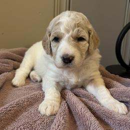 Penny - Parti female Poodle puppy in Washington, Pennsylvania from Patriotic Poodles