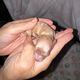 Hazelnut - Apricot female Poodle puppy in Tempe, Arizona from Teacups & Toys