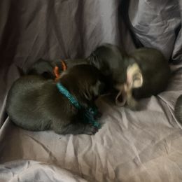 Pug Puppies from The Grumble Pack