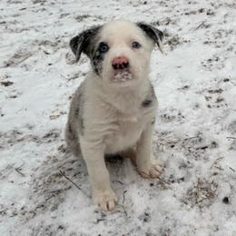 Comet - Blue merle female Border Collie puppy in Huntersville, North Carolina from MJ Border Collies
