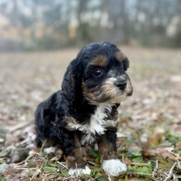 Rosie Cotton - Brown white and tan female Cockapoo puppy in Tallahassee, Florida from Panhandle Pups