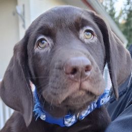 Labrador Retrievers from Yellow Rose Labradors
