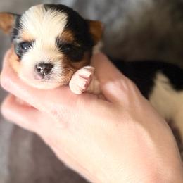 Otis AKC - Parti male Yorkshire Terrier puppy in Hope, Indiana from DJ Yorkies
