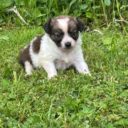 Fanta - Sable spotted white female Chihuahua puppy in Berwick, Pennsylvania from Maras puppies
