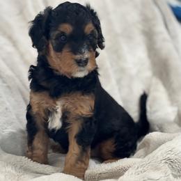 Oakley - male Golden Mountain Doodle puppy in Madison, Ohio from Z Doodles