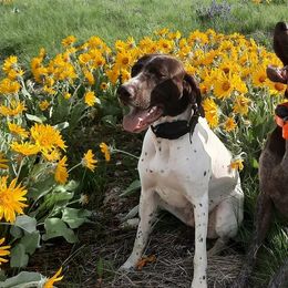 German Shorthaired Pointers from 509 GSP Dogs