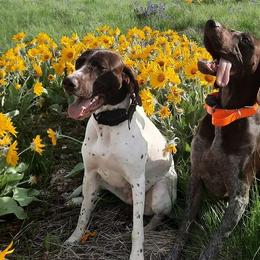 German Shorthaired Pointers from 509 GSP Dogs