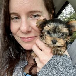 Morkie, Poodle, and Yorkshire Terrier All Grown Up from Southern Charm Precious Paws