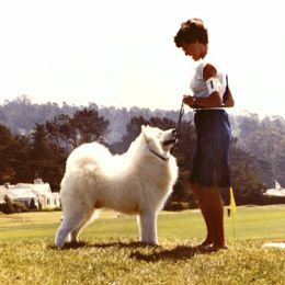 Samoyeds from Barron's Samoyeds