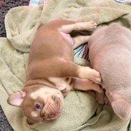 Reese's - Liver female French Bulldog puppy in Boyne City, Michigan from Gichigami French Bulldogs