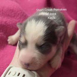 Kayla - Blue female Pomsky puppy in Zearing, Iowa from Short Creek Pomskies of Iowa