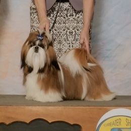 Sace - Shih Tzu