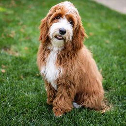 Niki - Australian Labradoodle