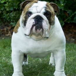 Bulldogs and French Bulldogs from Heritage Purebred