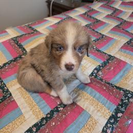 Fox - Red merle female Miniature Australian Shepherd puppy in Florida from Silver Palms Ranch