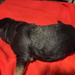 Boy 2 - male German Shepherd puppy in Yorkville, Illinois from Vom Archbold Haus World Class German Shepherds