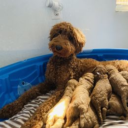 Bernedoodle, Goldendoodle, and Poodle Puppies from Florida Pumpkadoodles
