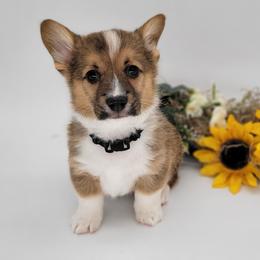 German Shepherd and Pembroke Welsh Corgi Puppies from J&R Shepherds & Corgis
