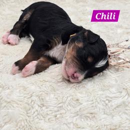Chili - Tri-color female Bernedoodle puppy in Neillsville, Wisconsin from Granton Creek