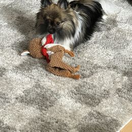 Pomeranian Puppies from LT_Poms