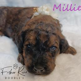 Goldendoodle and Poodle Puppies from Fisher River Doodle's