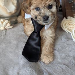 Goldendoodle and Shihpoo Puppies from Bellady's Shihpoos