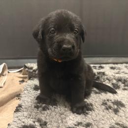 Orange - Black male Labrador Retriever puppy in Menifee, California from The Golden Leash Kennels