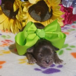 Shihpoo puppies from Route 66 Poodles & Doodles, Sapphire Shih-tzu's of Ohio