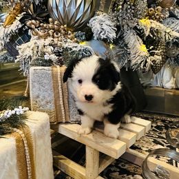 Britton - Black and tan female Pembroke Welsh Corgi puppy in Cashion, Oklahoma from Shabby Chic Corgis
