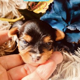 Yorkshire Terrier Puppies from Charm City Yorkie Boutique