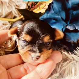 Yorkshire Terrier Puppies from Charm City Yorkie Boutique