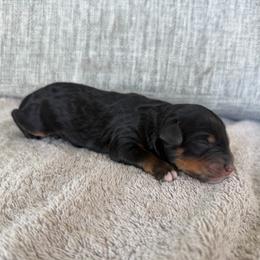 Boy 6 - Tri-color male Bernedoodle puppy in Spring Hill, Florida from Ohana Doodles