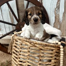 Doc Holiday - Piebald male Dachshund puppy in Benson, Arizona from Six Shooter Minis