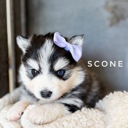 Scone - Black and white Pomsky puppy in Grass Valley, California from Karalot Pomskies