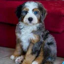 Adams (socialization program student) - Merle male Bernedoodle puppy in Dundee, Ohio from Down Home Doodle