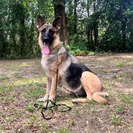 Kate - German Shepherd