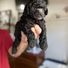 Boy 2 - Silver male Poodle puppy in Dallas, Texas from Infinity Poodles