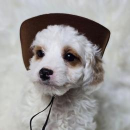 Tiny - Parti male Goldendoodle puppy in Austin, Texas from Austin Doodles & Poodles