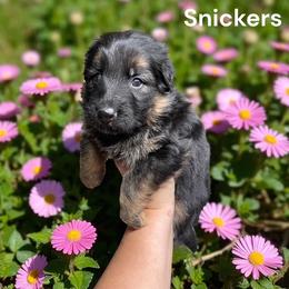 Girl 4 - Black and red female German Shepherd puppy in Oakland, Oregon from VHM German Shepherds