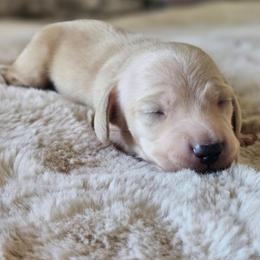 Orange collar - Cream male Dachshund puppy in Pasco, Washington from Loyal Lil Dachshunds