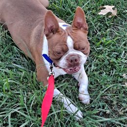 Dillon - Boston Terrier