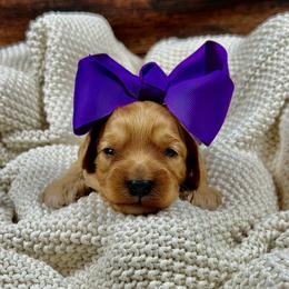 Drizella (Ella) - Red female Cavapoo puppy in Lancaster, Missouri from Cavapoo Acres