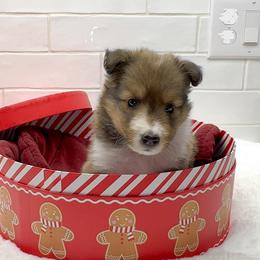 Maple - Sable and white female Shetland Sheepdog puppy in Zephyrhills, Florida from Highland Shelties & Aussies