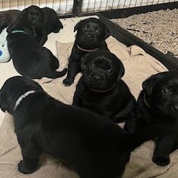 French Bulldog and Labrador Retriever Puppies from Horseman Hilltop Labradors and Jodee's Frenchies