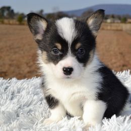 Aurora - Pembroke Welsh Corgi puppy from Half-Pint Corgis