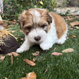 Harry - Gold sable male Havanese puppy in Four Corners, Florida from Charlie’s Havanese Angels