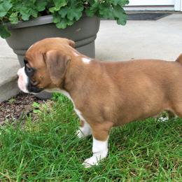 Boxer Puppies from Marion Troyer's Boxers